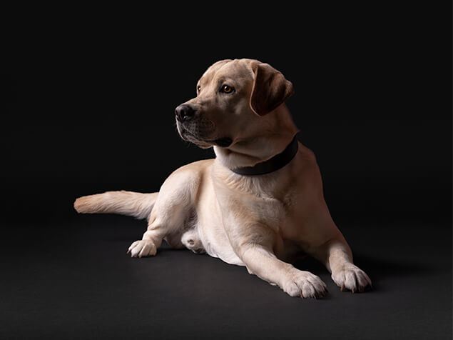 Pro Plan Yellow Lab