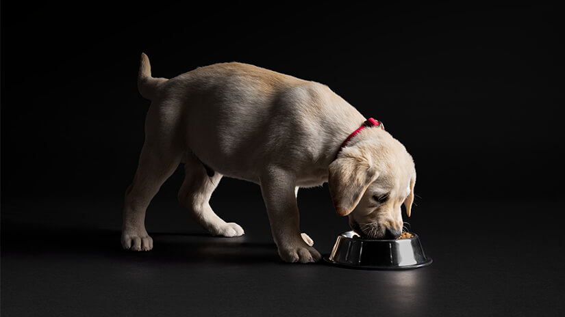 Pro Plan puppy