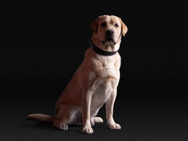 Pro Plan Yellow Lab
