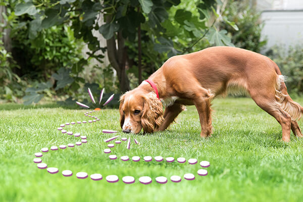 Brain Games and Mental Stimulation for Dogs