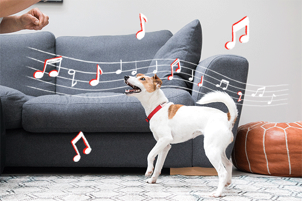 dog dancing to music