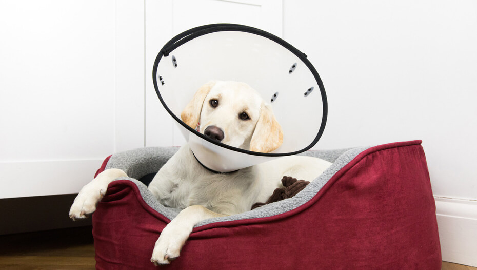 puppy wearing cone