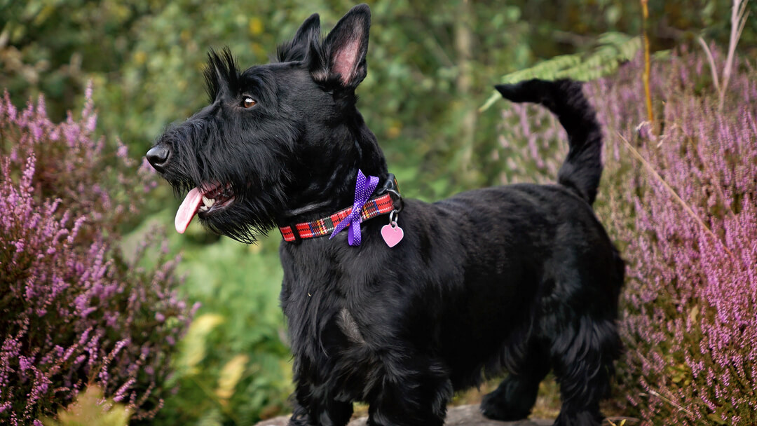 Black dog standing in the yard