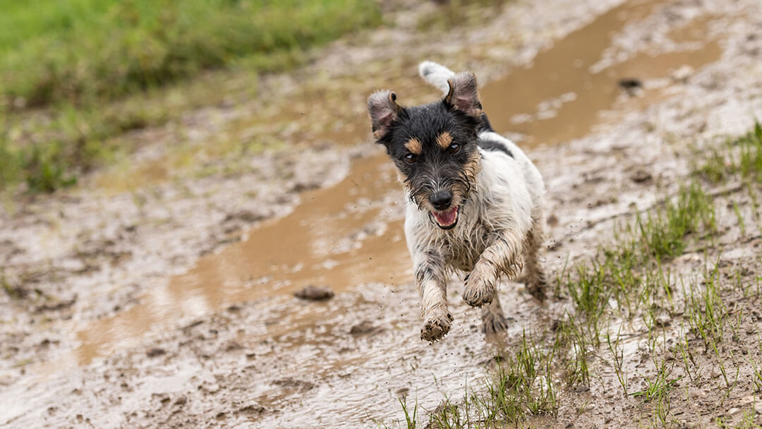 Jack russell terrier dog is running fast over a wet dirty path