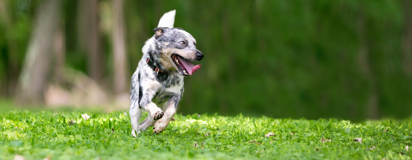 Zoom & Zoomies: Top Toys to Keep Your Dog Busy While You Work