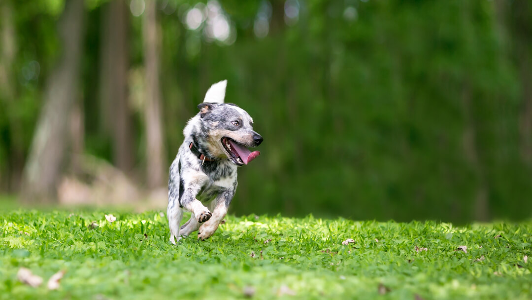 how long should a dog run be