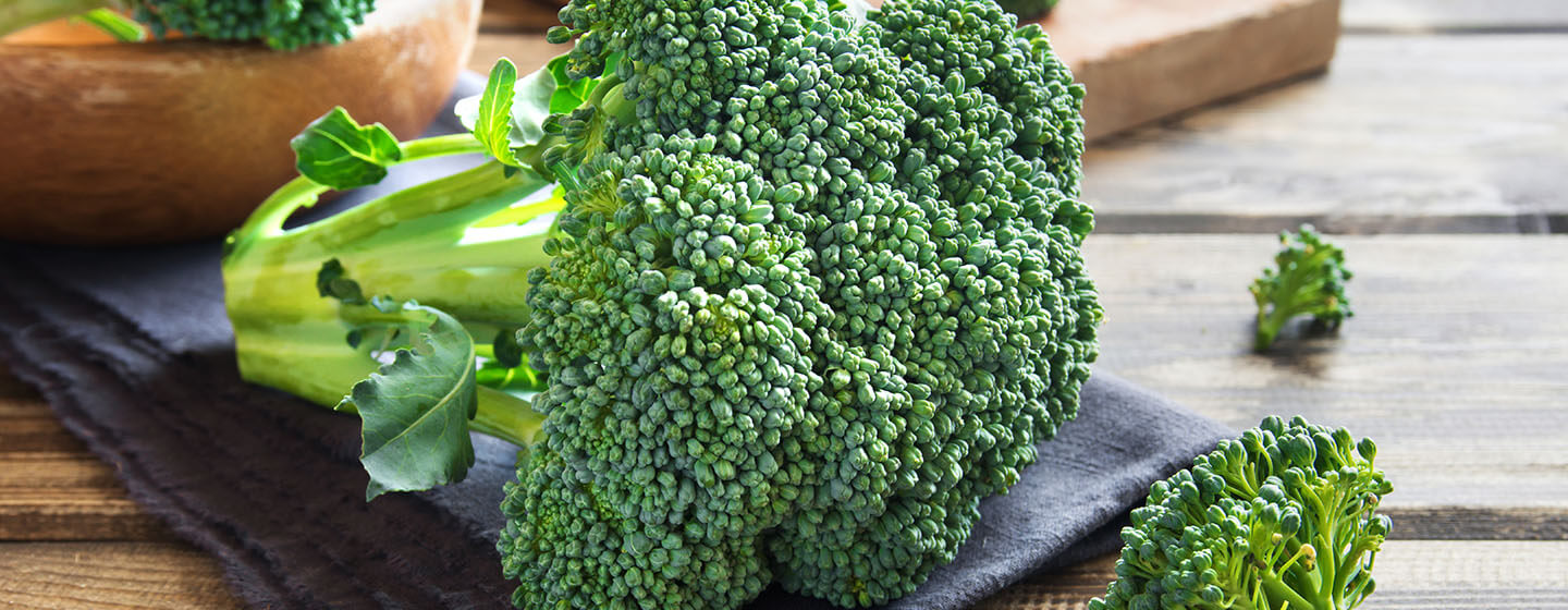 Can Dogs Eat Broccoli and When Is It Too Much Purina