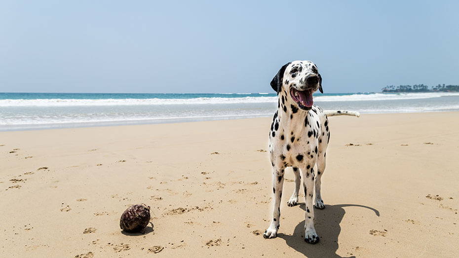Happy Dalmatian dog playing on the beach