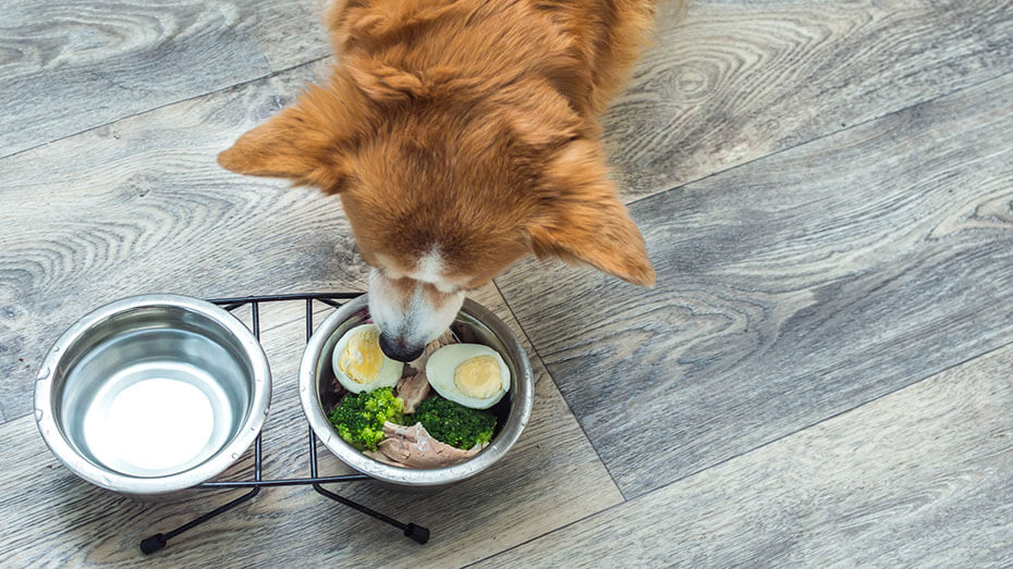 Dog in the kitchen on the floor eats boiled eggs with broccoli and chicken