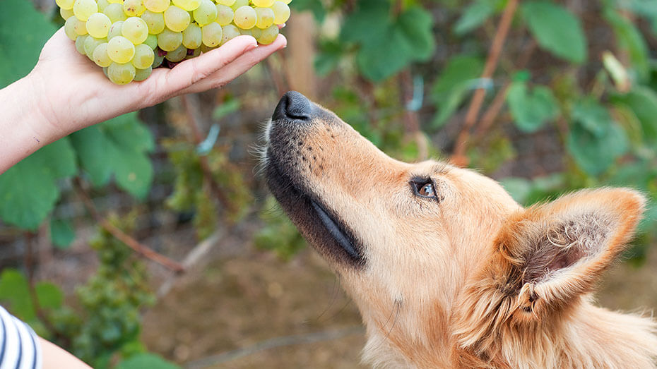 Basque sheepherd dog smelling some grapes