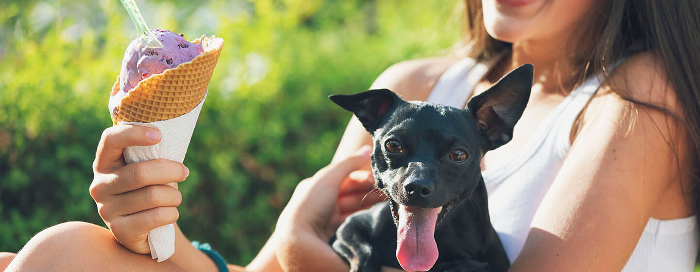 dog eating ice cream