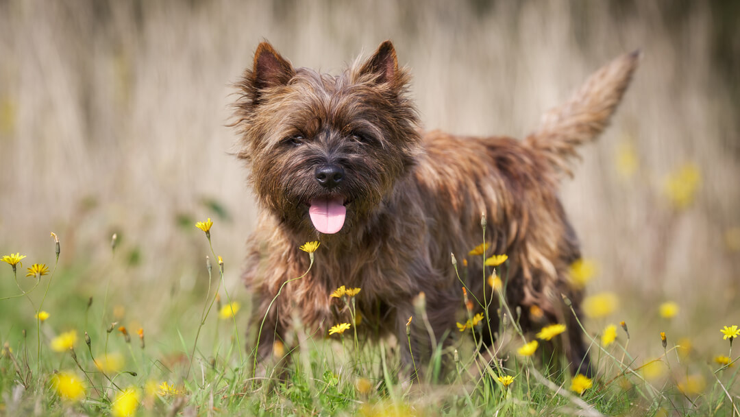 Famous Dogs Throughout History | Purina