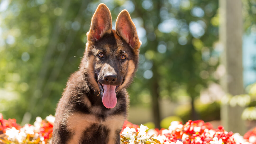 can 2 male german shepherds live together