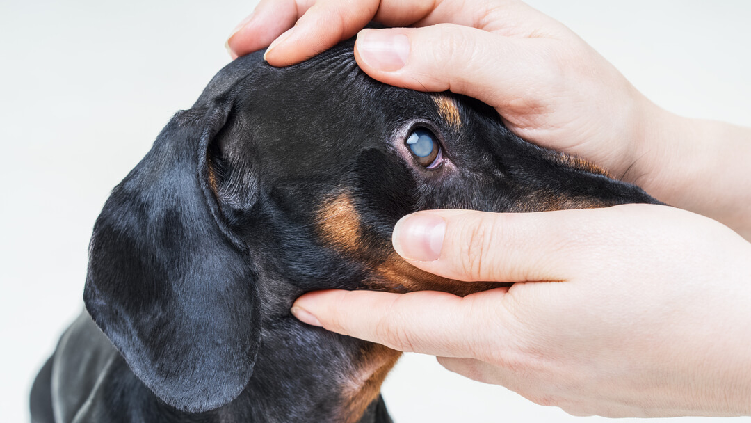 Dog with glaucoma