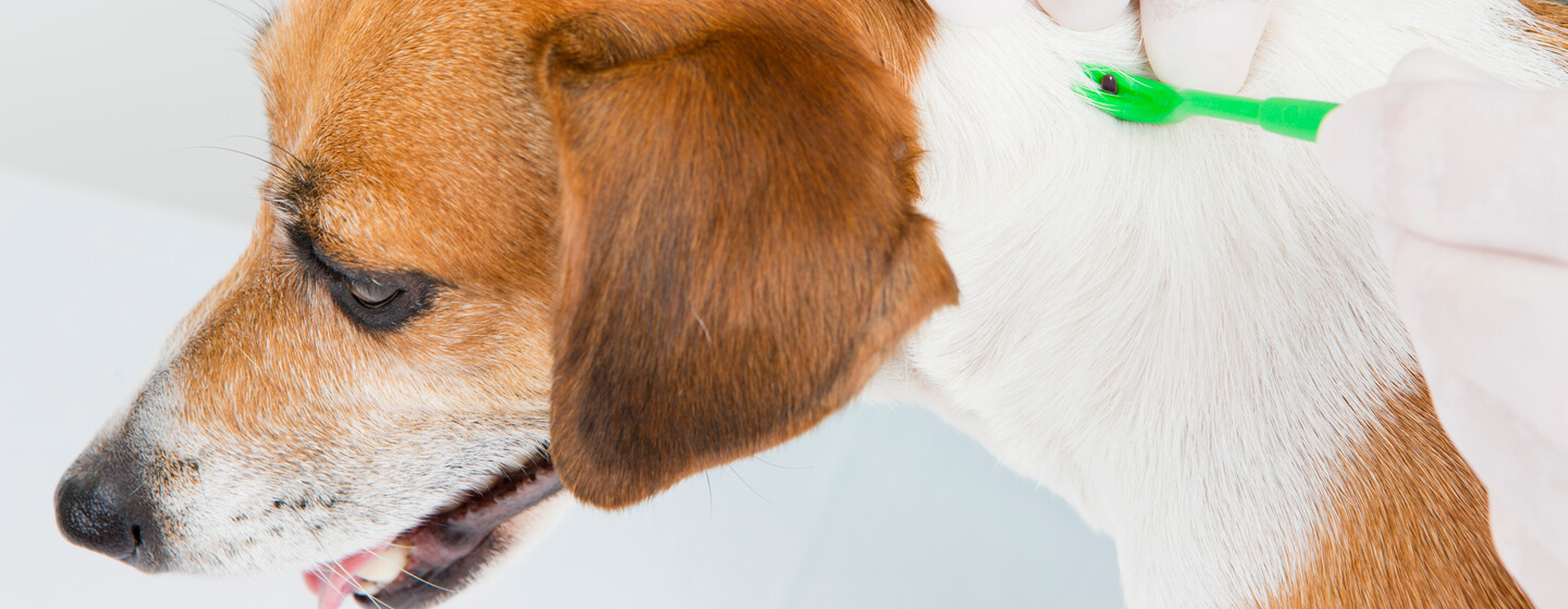 how do you know if your dog has lyme disease