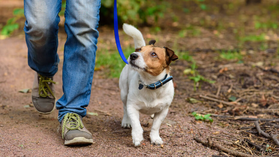 Dog walking with the owner in the forest