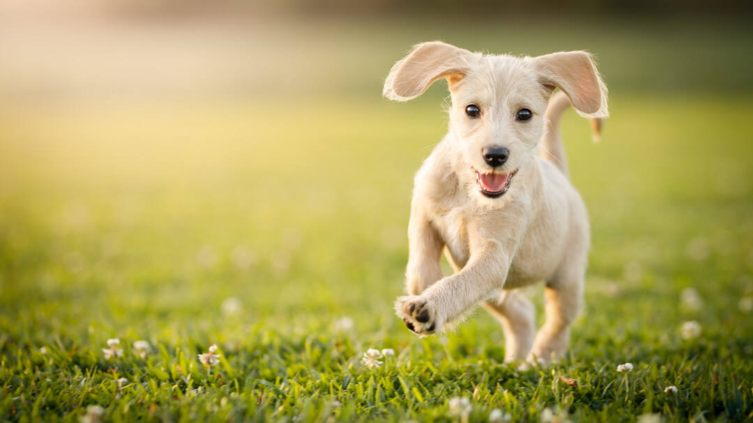 White dog running on the grass