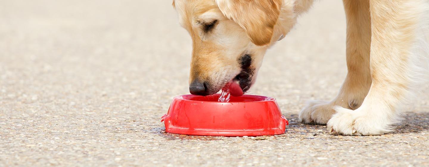 how do you get a sick dog to drink water