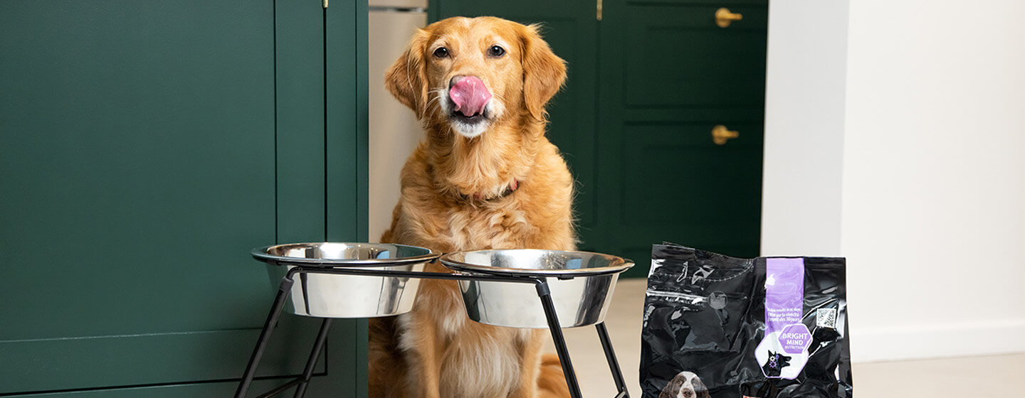 a good dog food for older dogs