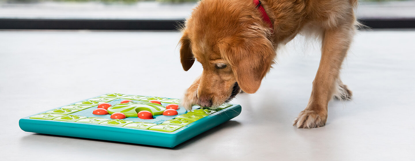 Best Toys and Games for Senior Dogs – American Kennel Club