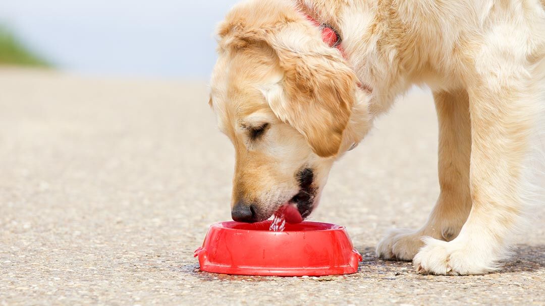 Dog drinking water out of a red bowl