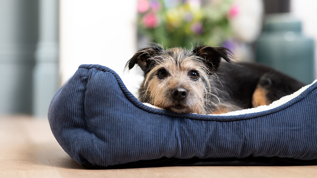 senior dog laying in their bed