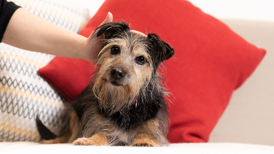 senior dog being petted on sofa