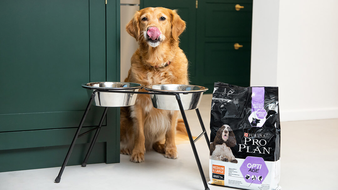 Feeding Older Dogs: The Complete Guide | Purina Feeding Older Dogs: The Complete Guide | Purina