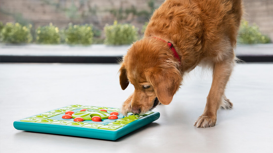 Choosing the Best Interactive Dog Toys & Food Puzzles