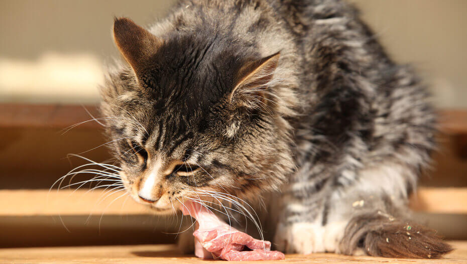 Grey cat eating raw chicken.