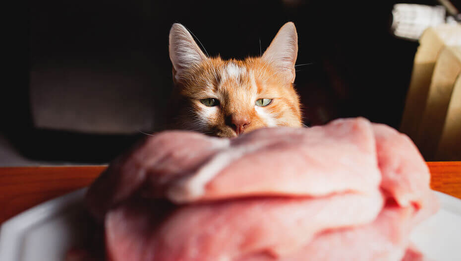 Yellow cat looking at raw meat.