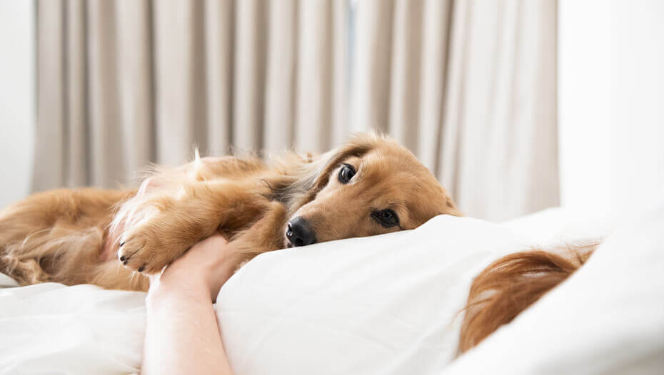 The dog lies with the owner