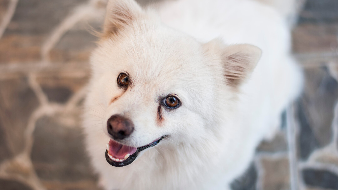 american eskimo dog is ill with infectious disease