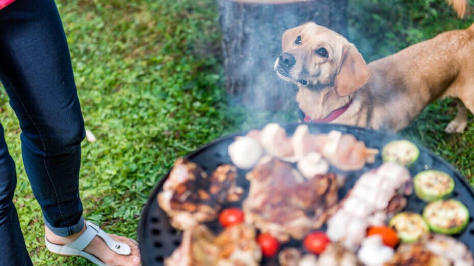 Dog looking at their owner while they are preparing cooked meat.