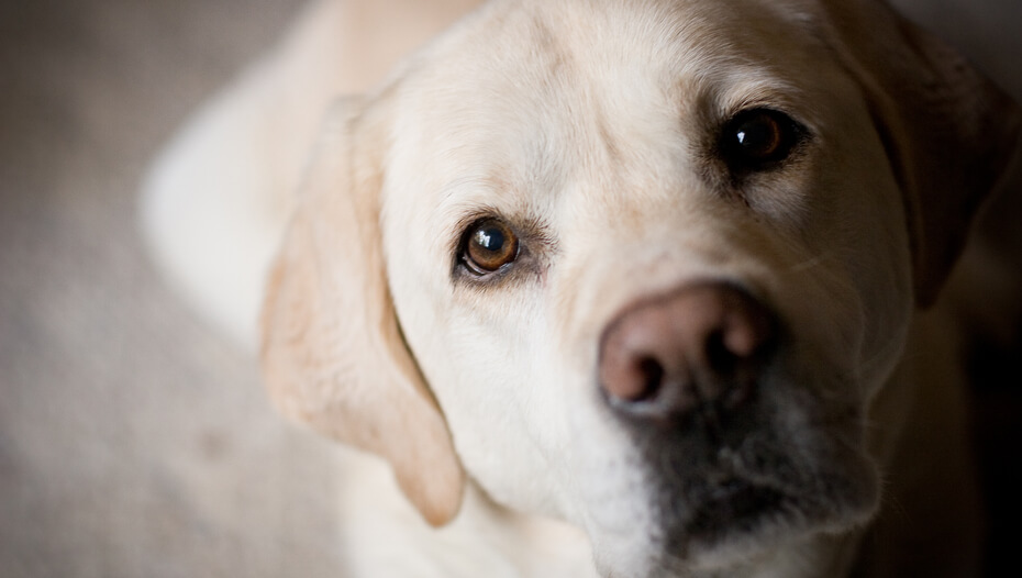 White labrador is looking at the camera