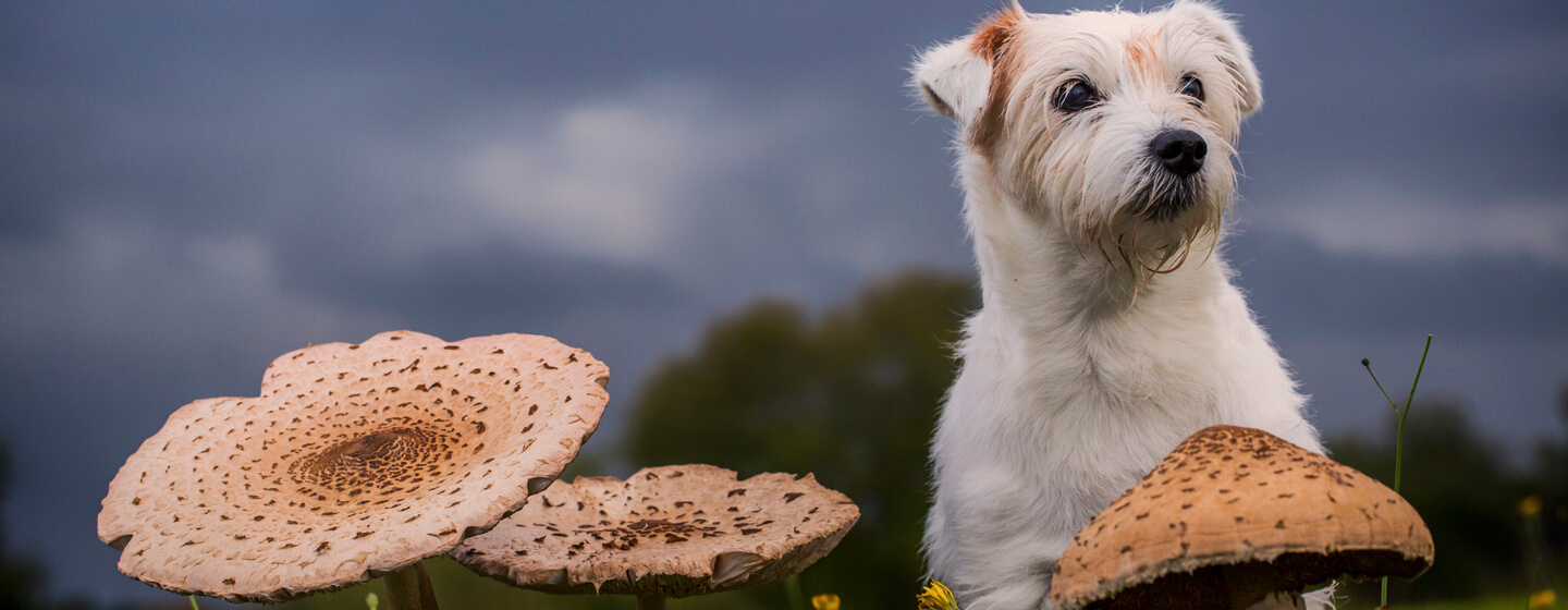 can you touch your dog on mushrooms