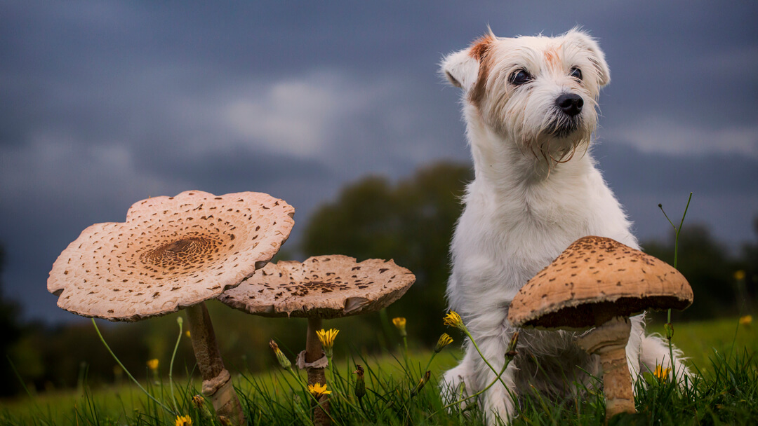 White fluffy dog and mushrooms
