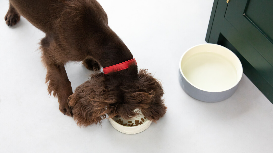 Dark brown dog is eating dry food