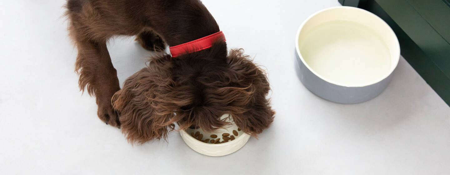 Dark brown dog is eating dry food