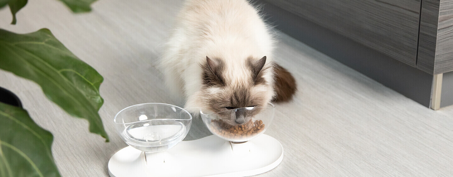 White fluffy cat eating food.