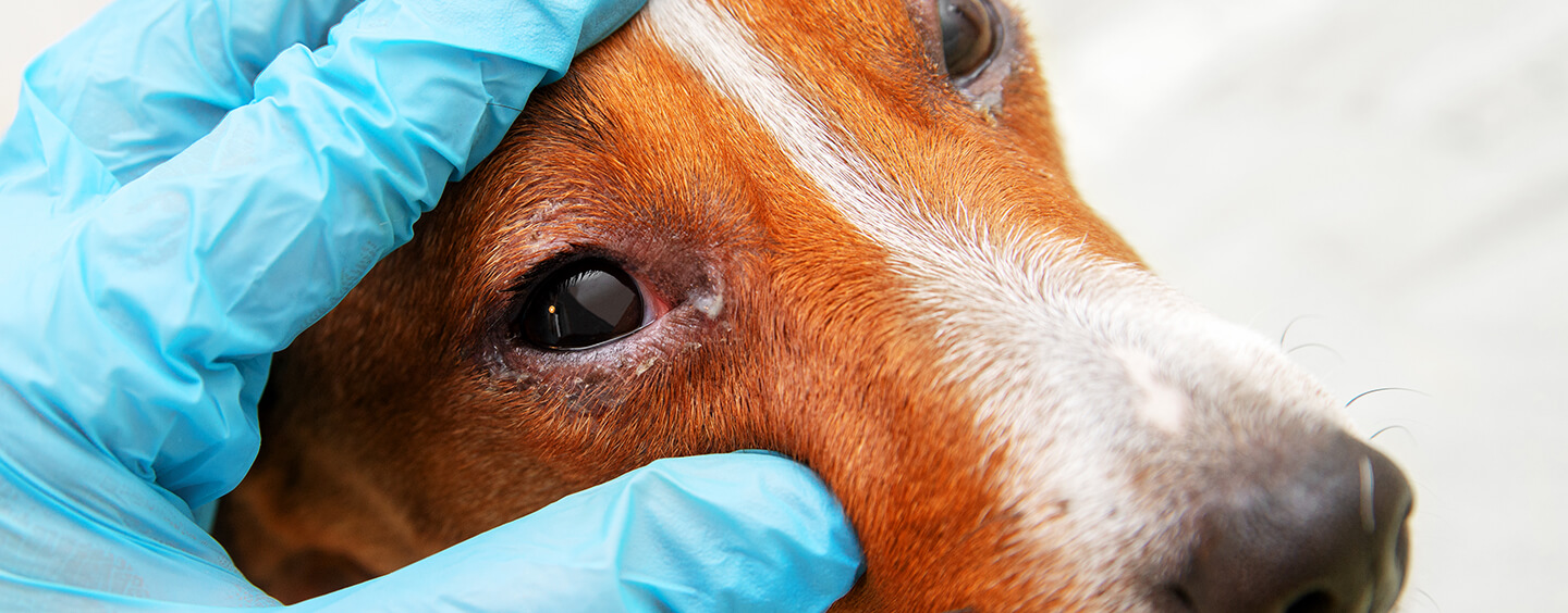 Vet inspecting conjunctivitis in dog