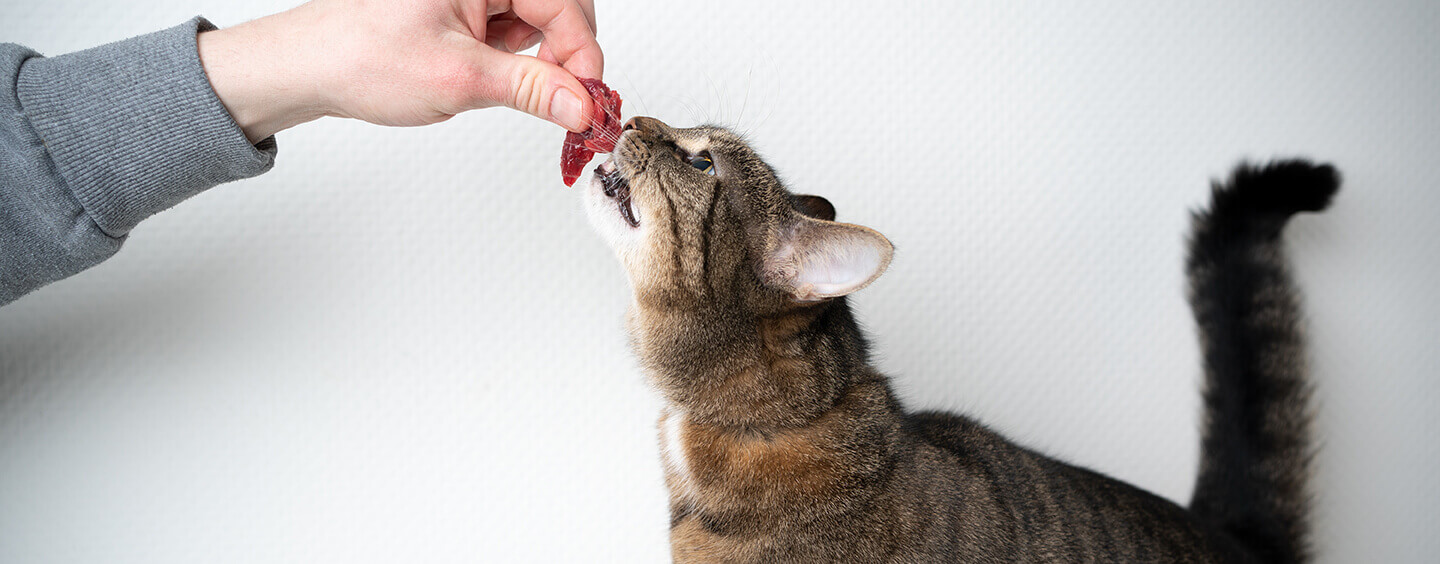 Cat eating raw meat from owner's hand.