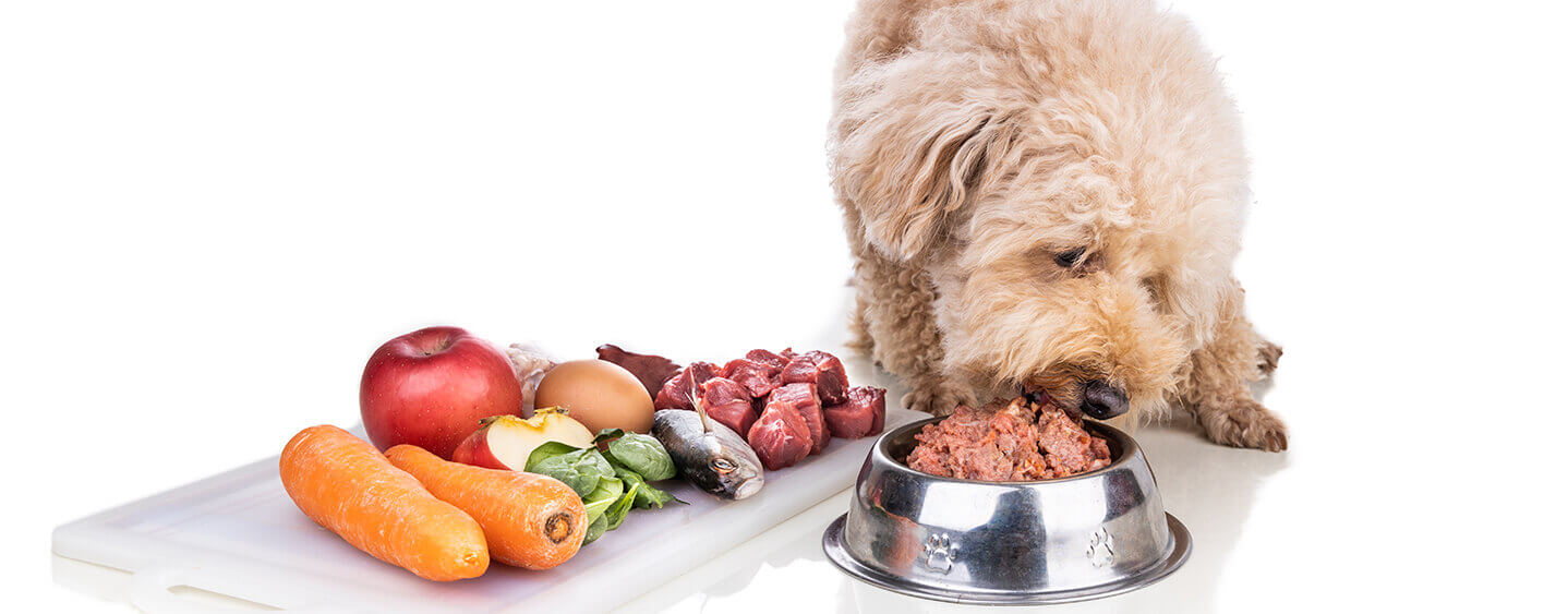 Raw Food Diets for Dogs: Potential Risks & Benefits | Purina UK