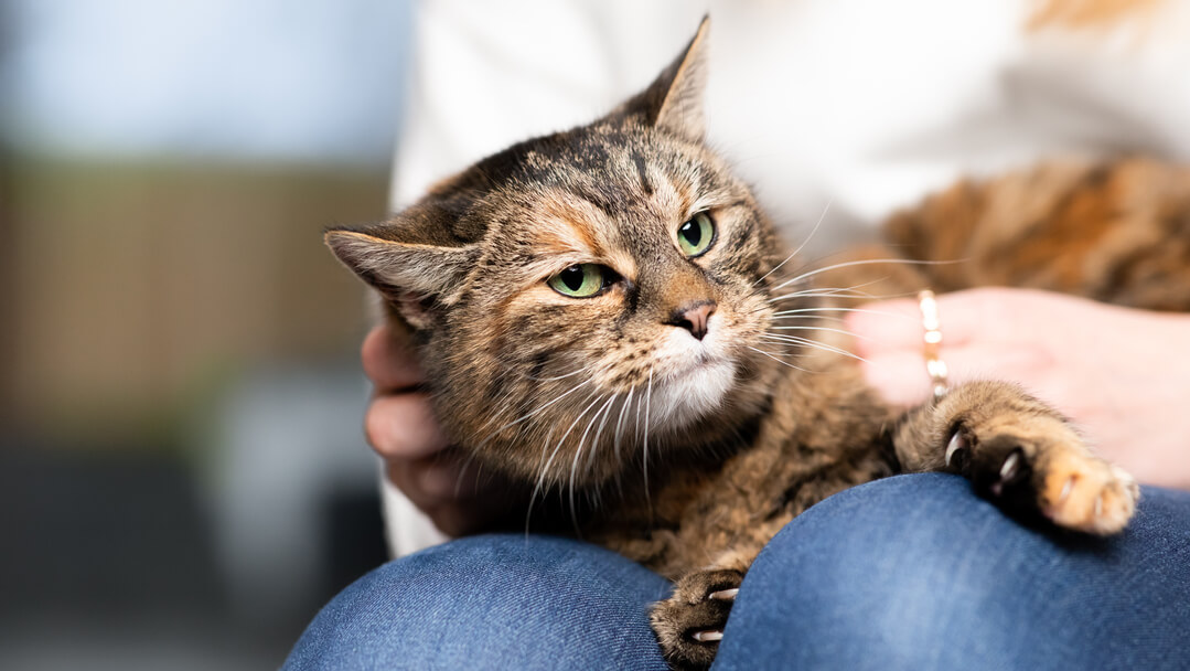 Brown cat with green eyes at in the arms of the owner