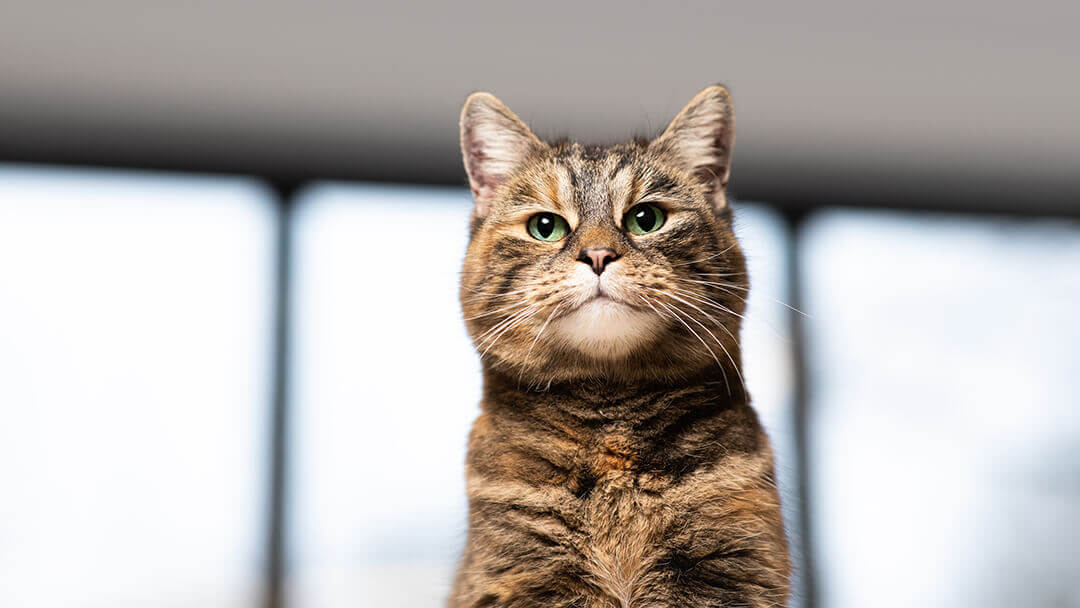 Exhausted brown cat looking at the camera.