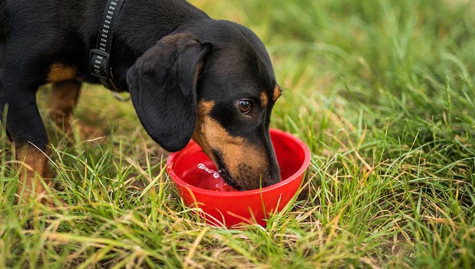 dachshund drinking water