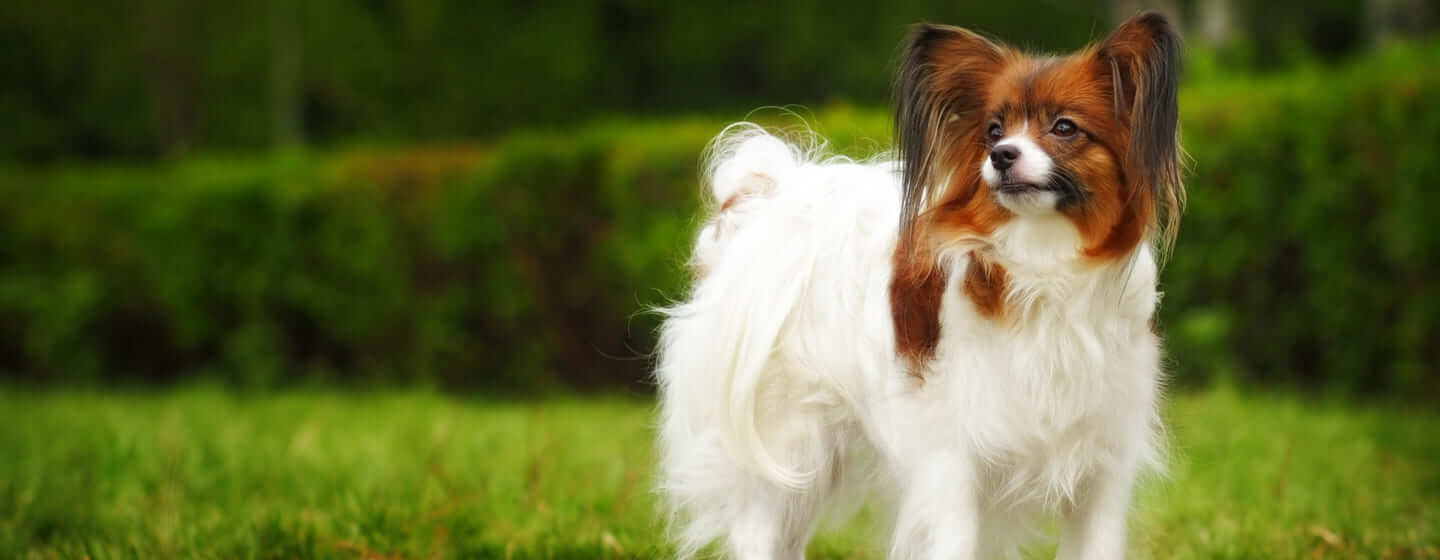 Top French Dog Breeds | Purina