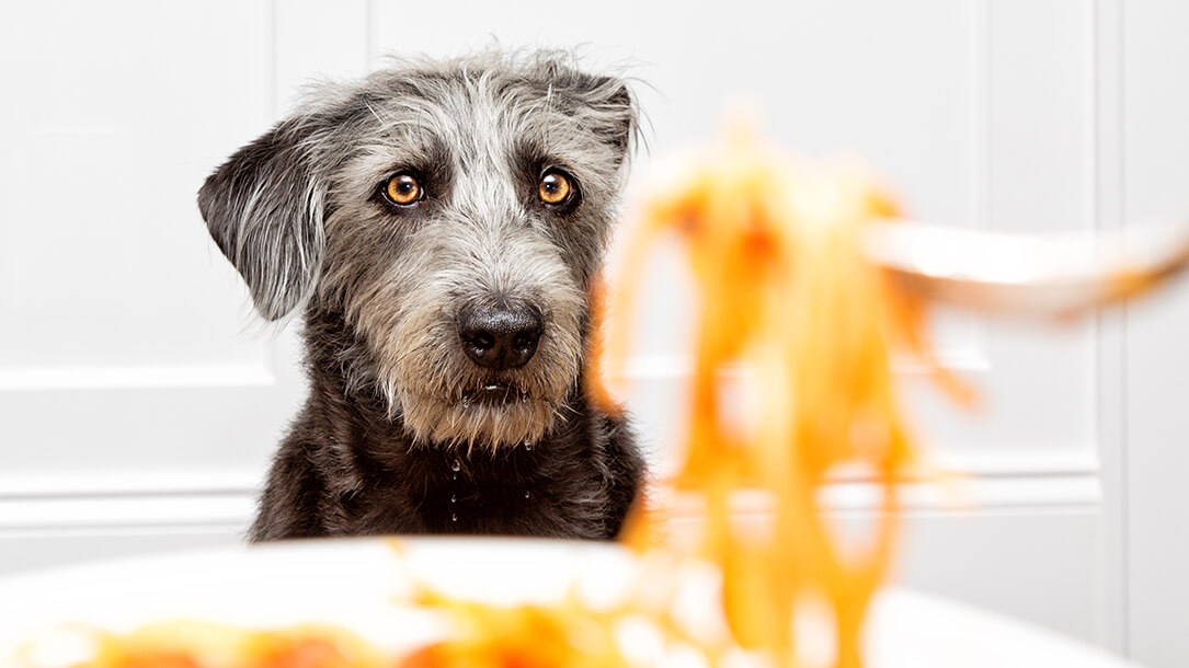 Grey dog looking at pasta