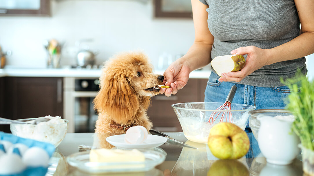 what fruit can rottweilers eat