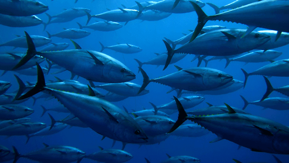 A school of tuna fish